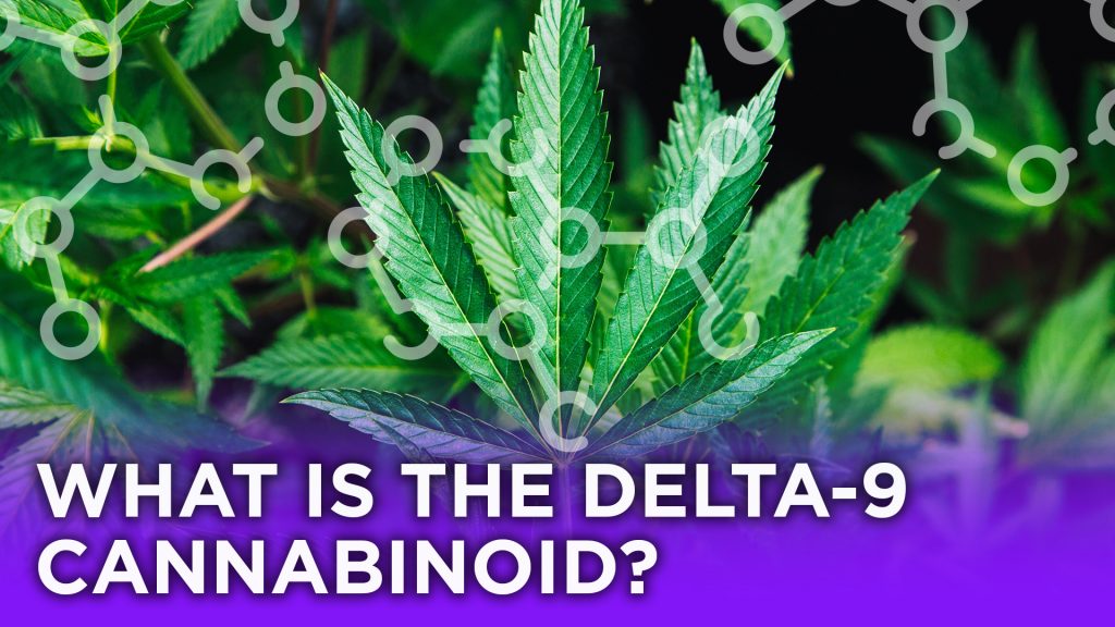 What Is The Delta-9 Cannabinoid? - Agate Dreams